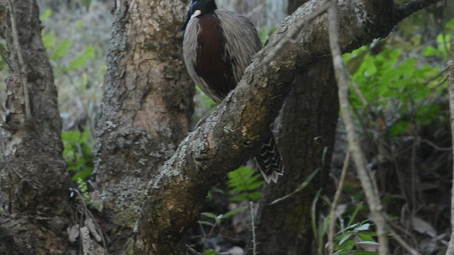 Koklass Pheasant - ML473792721