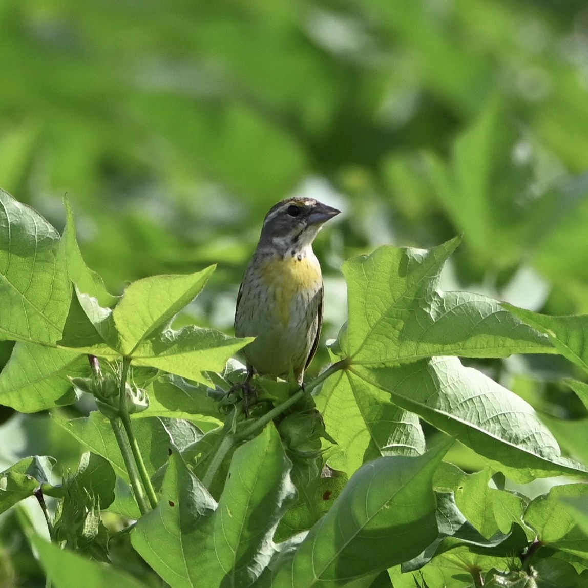 Dickcissel - ML473793301