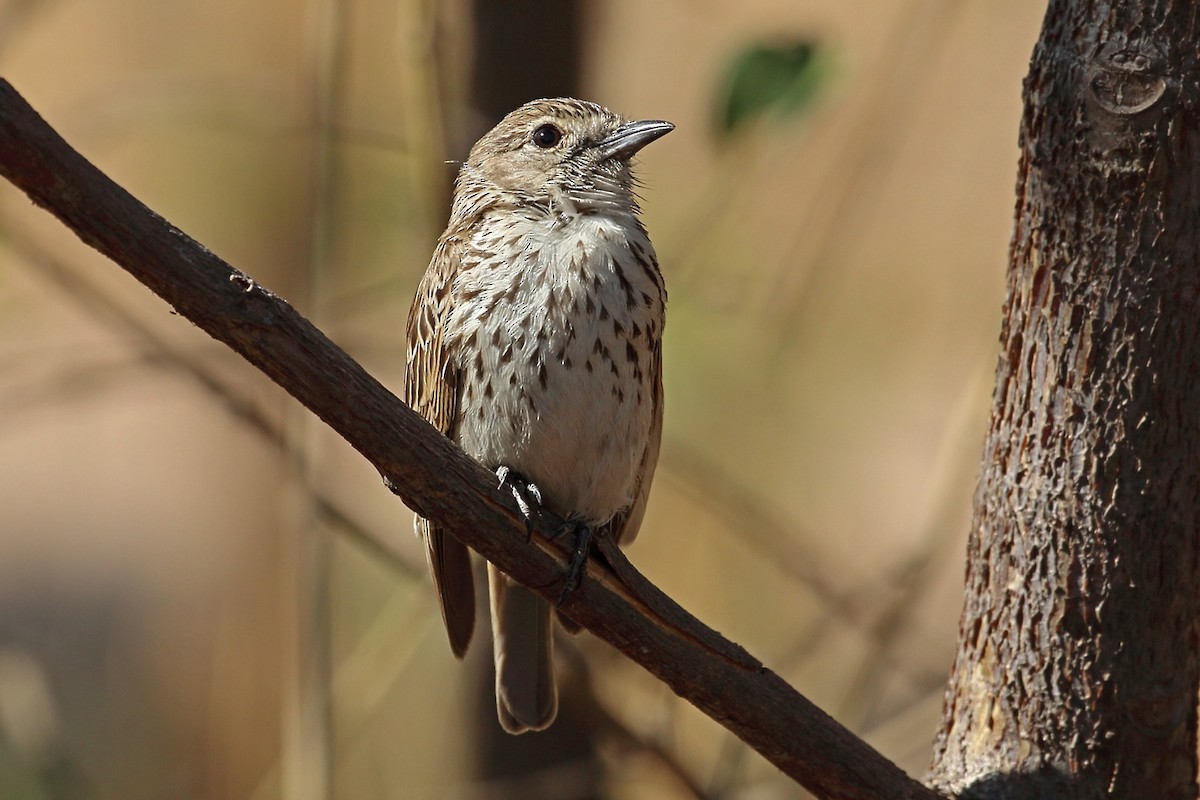 Böhm's Flycatcher - Nigel Voaden