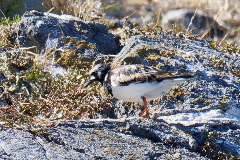 Ruddy Turnstone - ML473794211