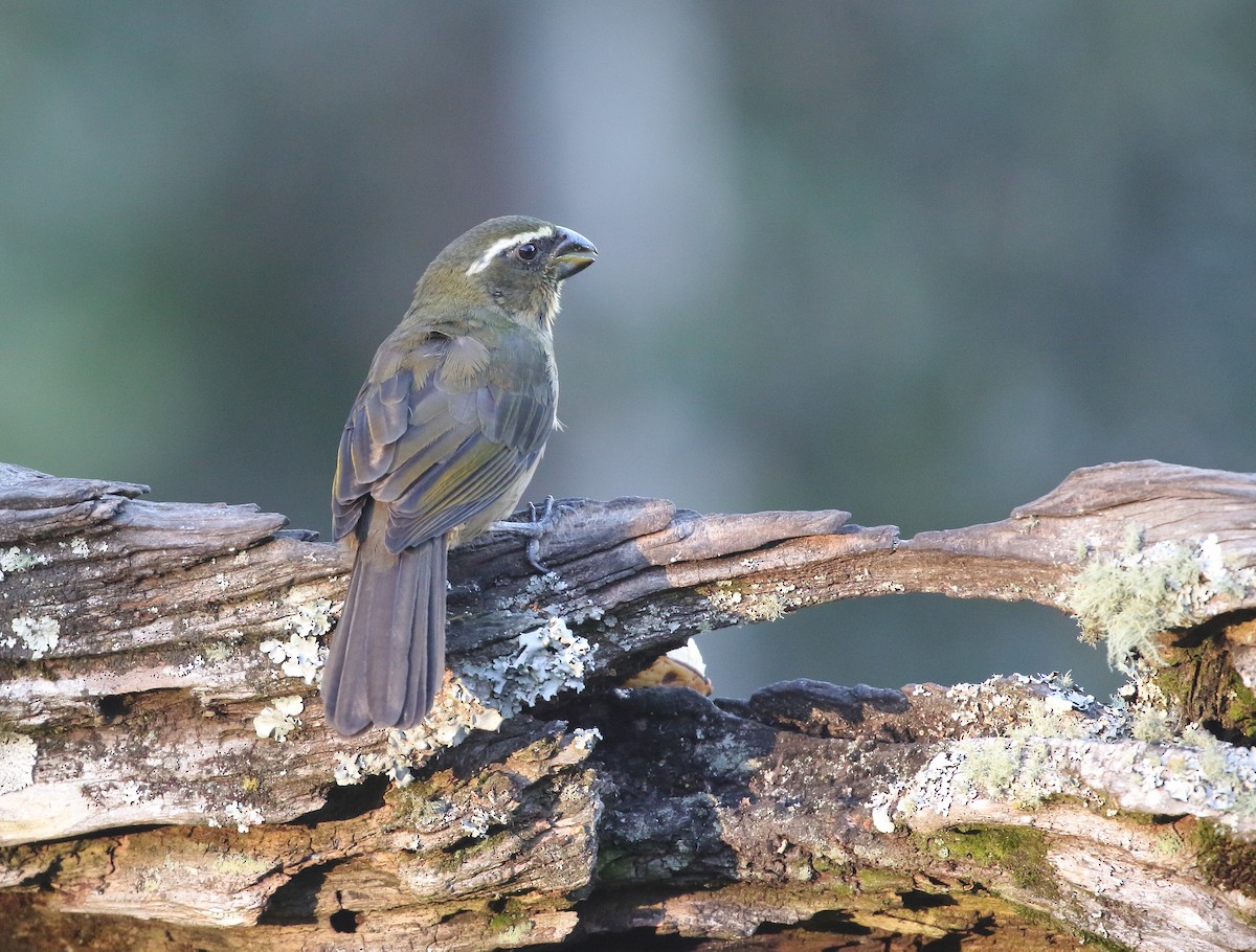 Thick-billed Saltator - ML473795451