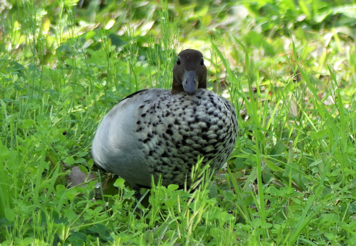 Canard à crinière - ML473795961