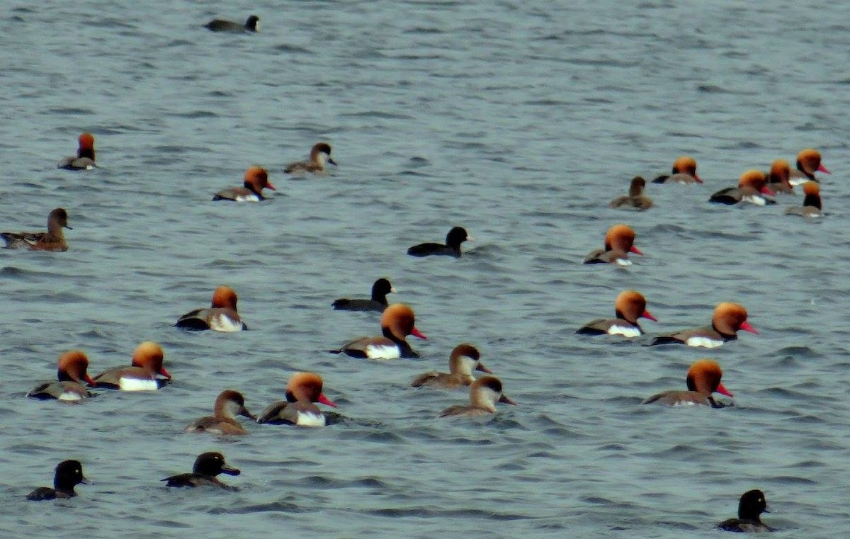 Red-crested Pochard - ML47379611