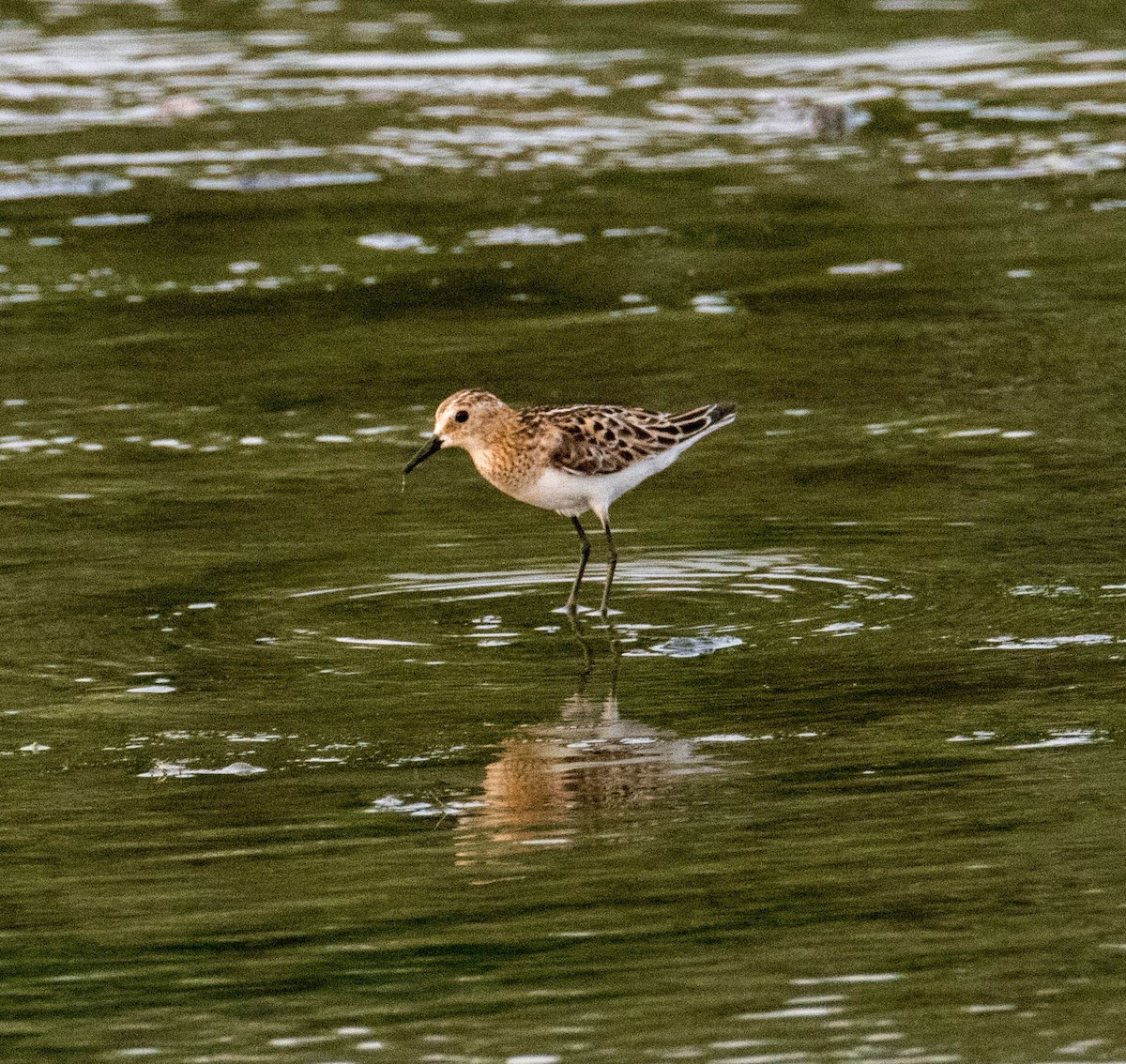 Little Stint - ML473796811