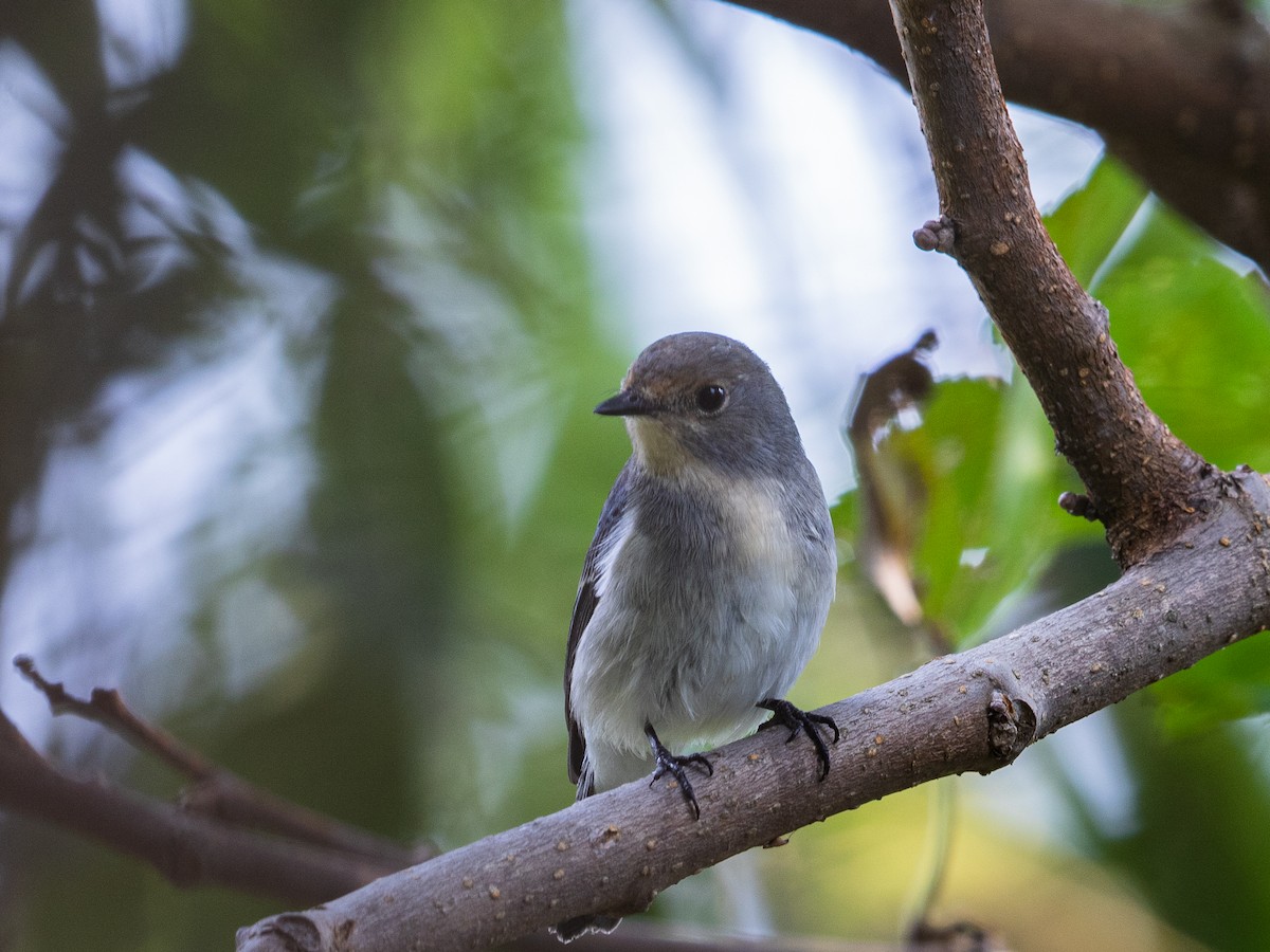 Ultramarine Flycatcher - ML473797161