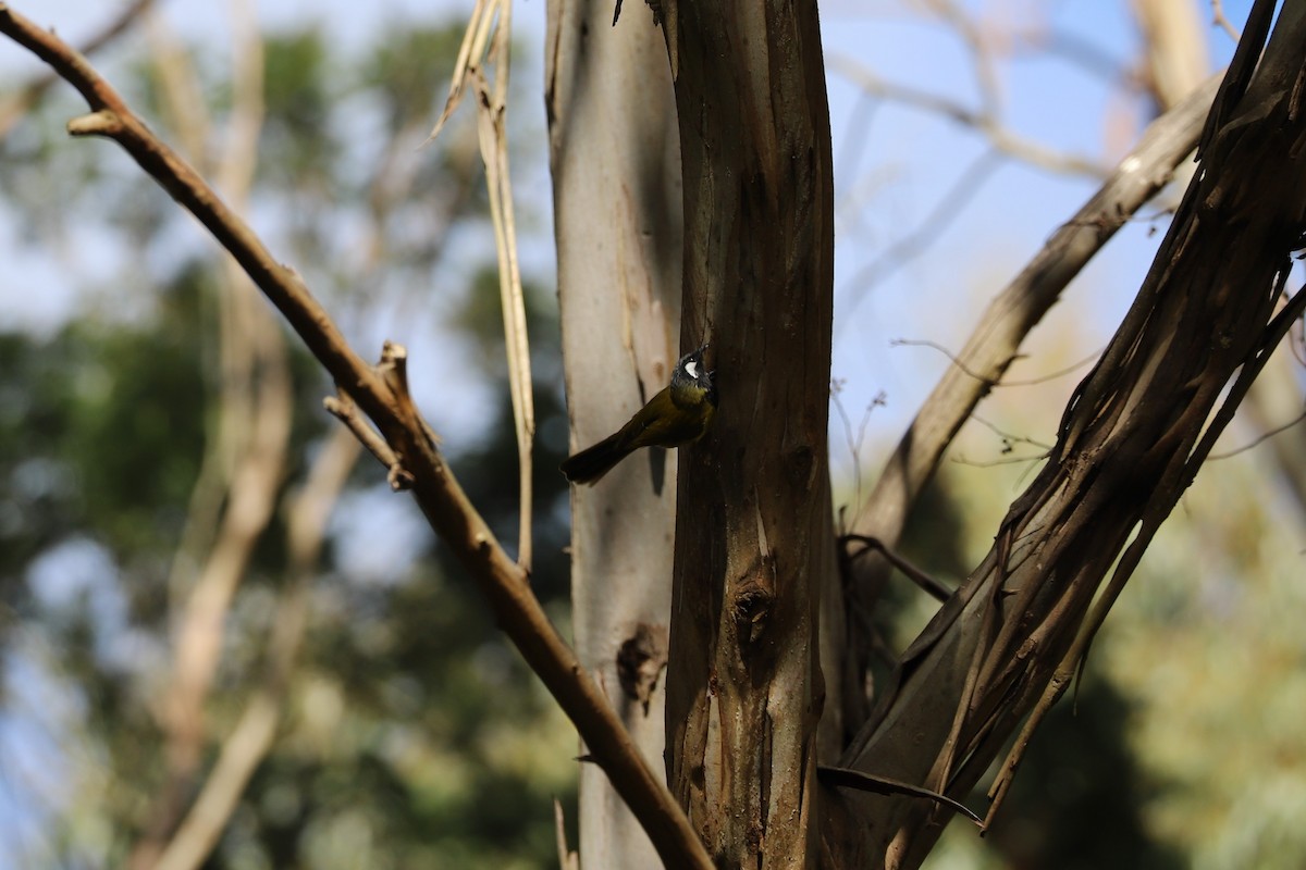 White-eared Honeyeater - ML473797221