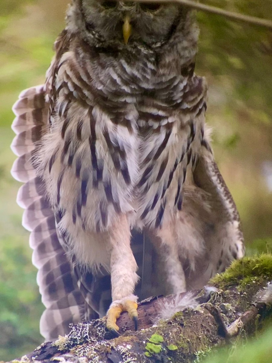 Barred Owl - Detlef Buettner