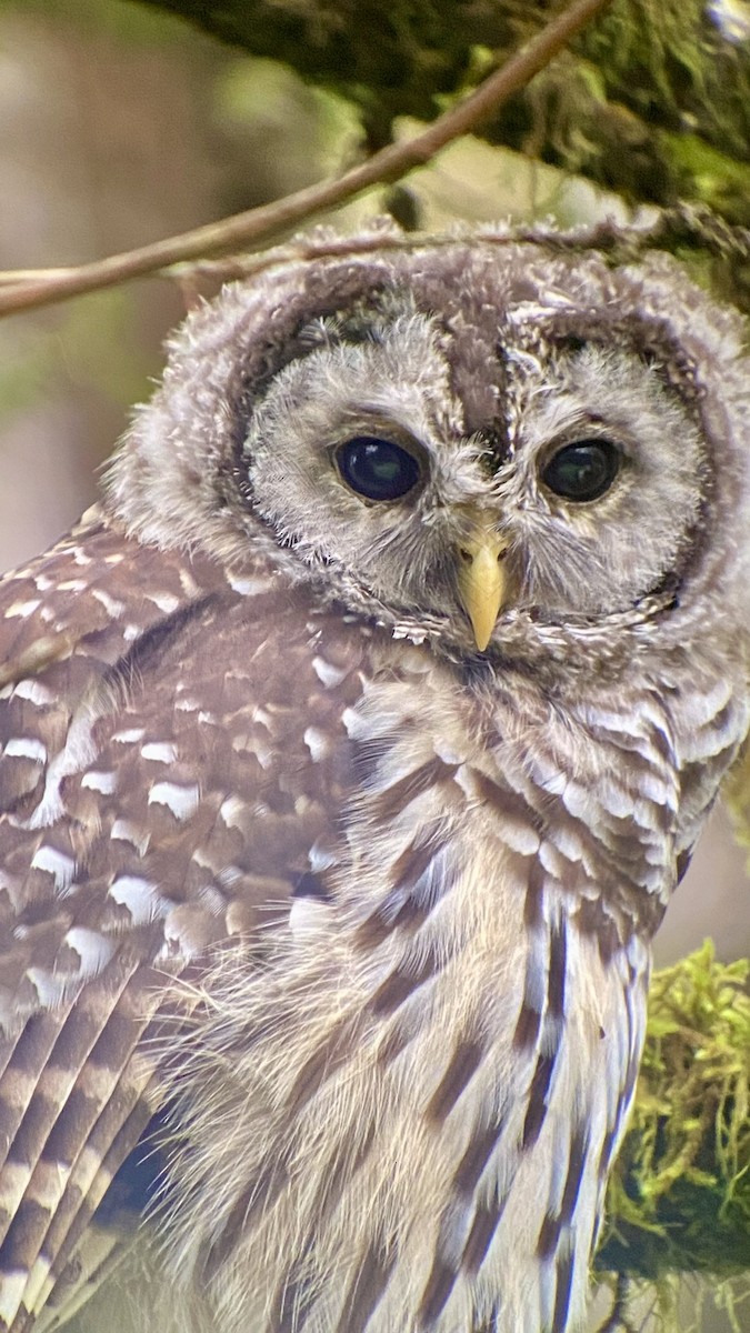 Barred Owl - Detlef Buettner