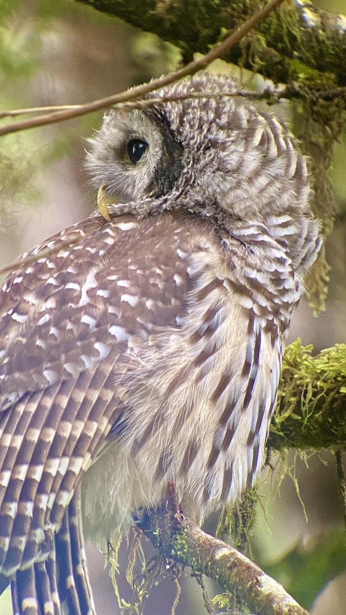 Barred Owl - Detlef Buettner