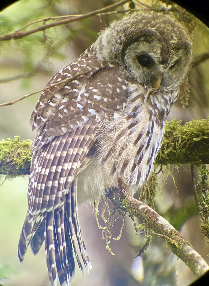 Barred Owl - ML473797351