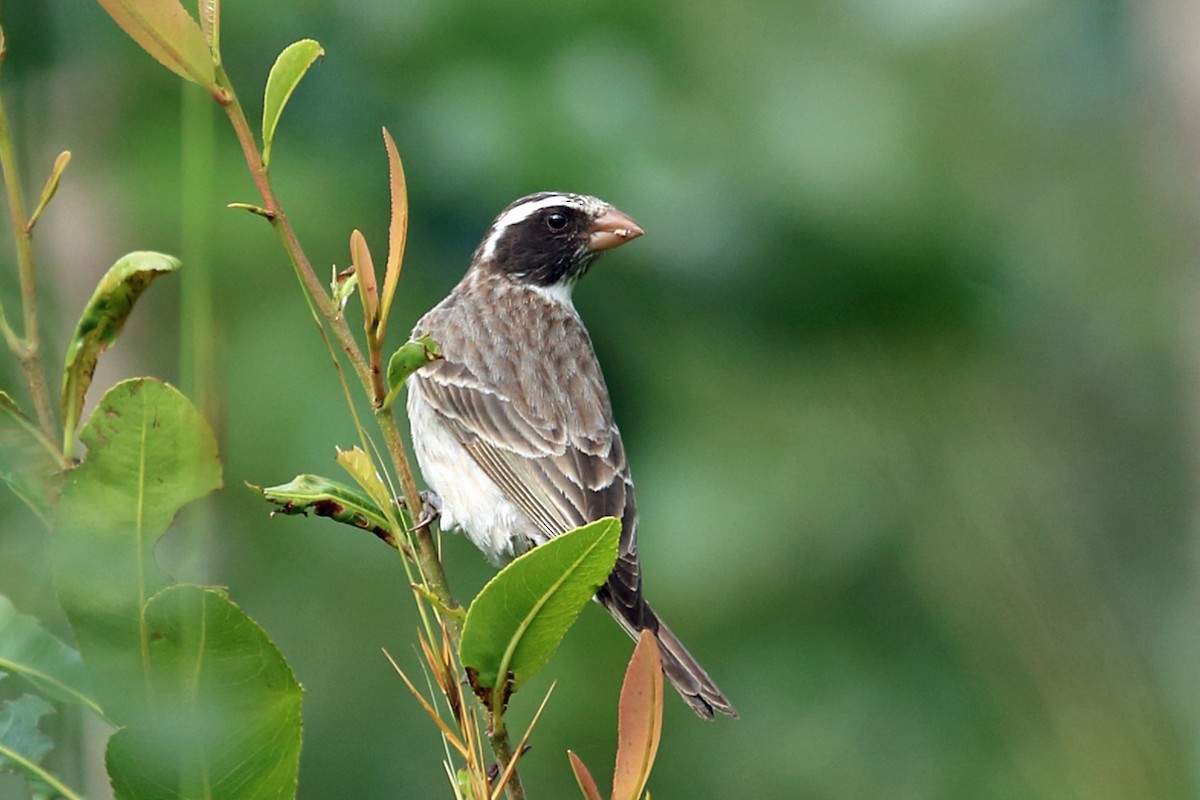 Black-eared Seedeater - Nigel Voaden