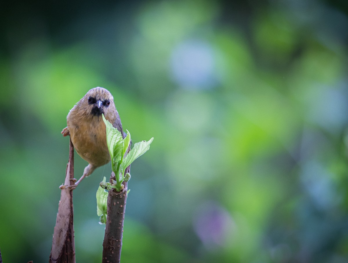 Black-chinned Babbler - ML473797421