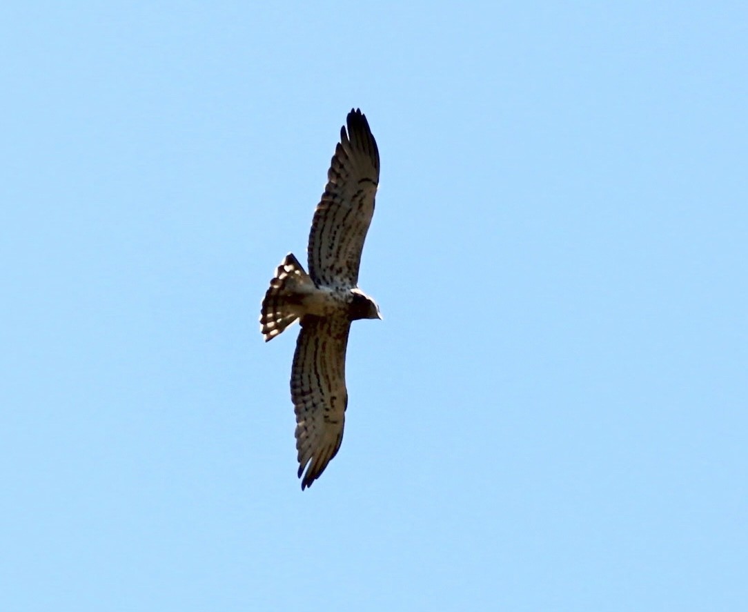 Short-toed Snake-Eagle - ML473797521