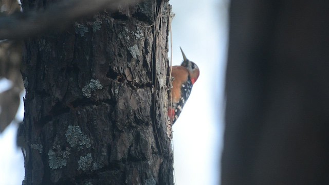 Rufous-bellied Woodpecker - ML473798151