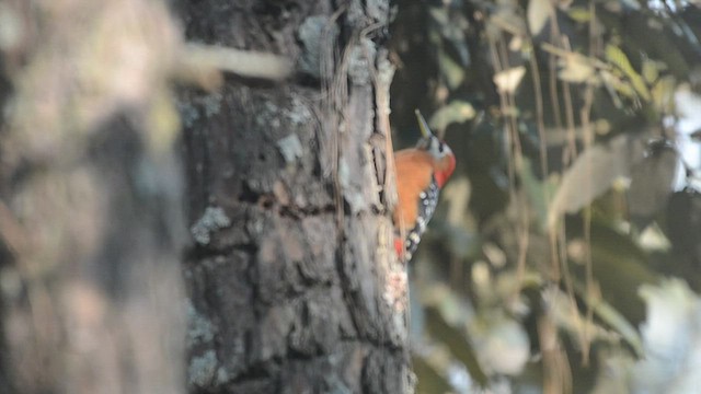 Rufous-bellied Woodpecker - ML473798251