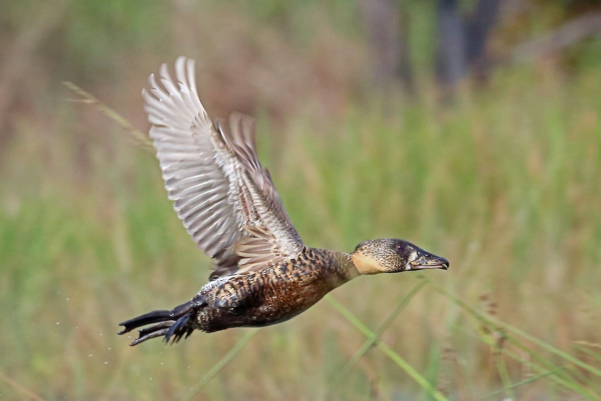 White-backed Duck - ML47379851