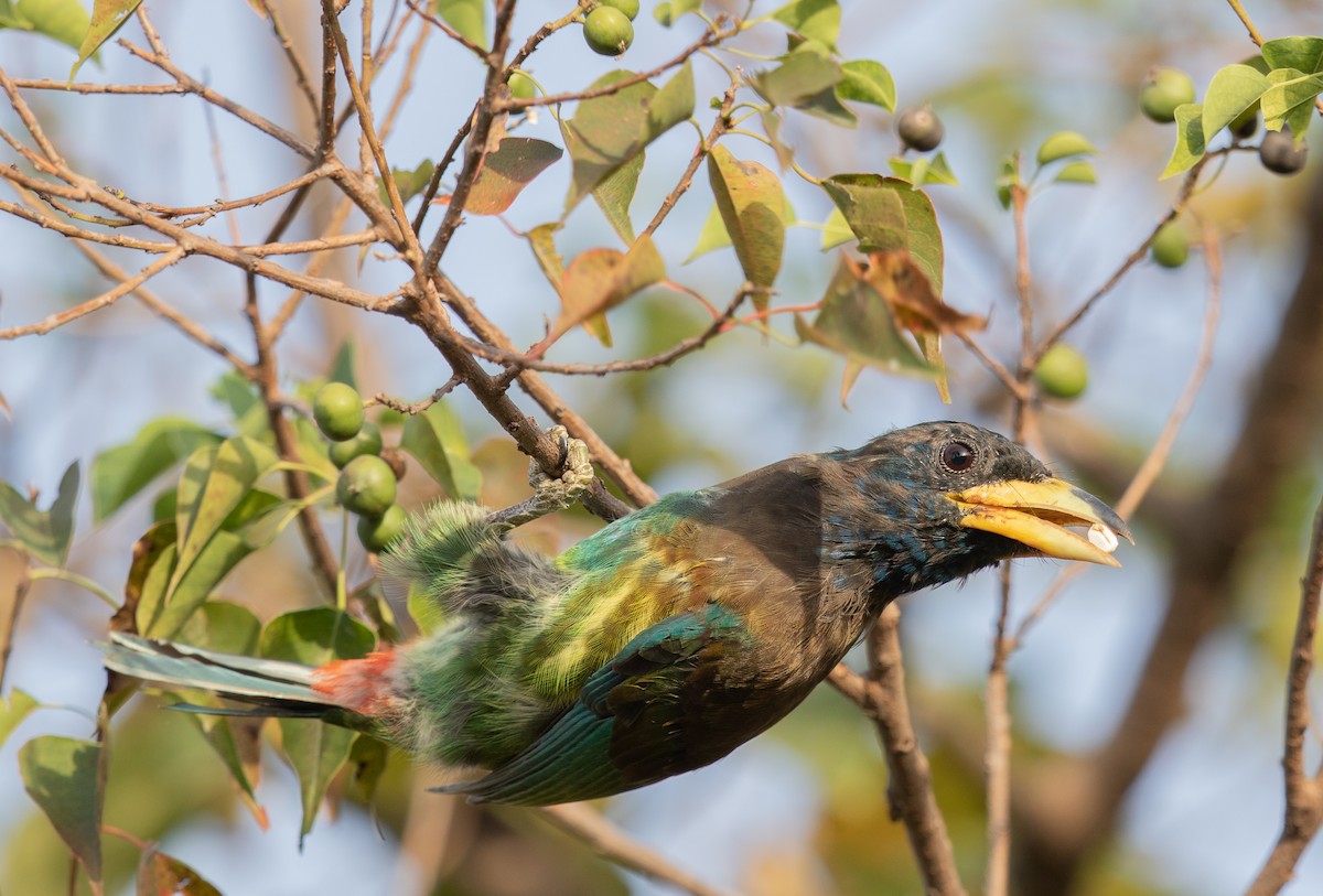 Great Barbet - ML473798701