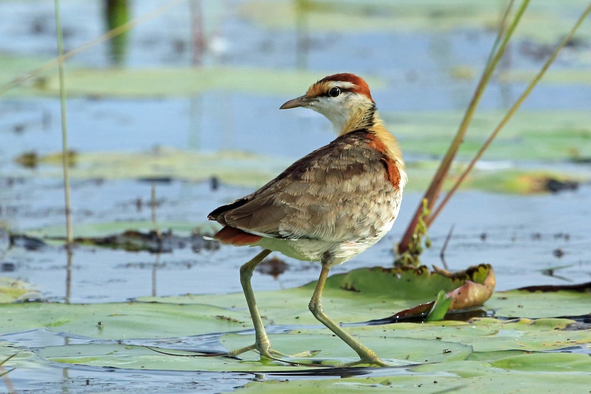 Lesser Jacana - Nigel Voaden