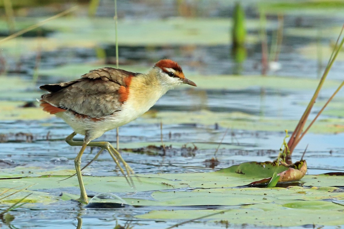 Lesser Jacana - Nigel Voaden