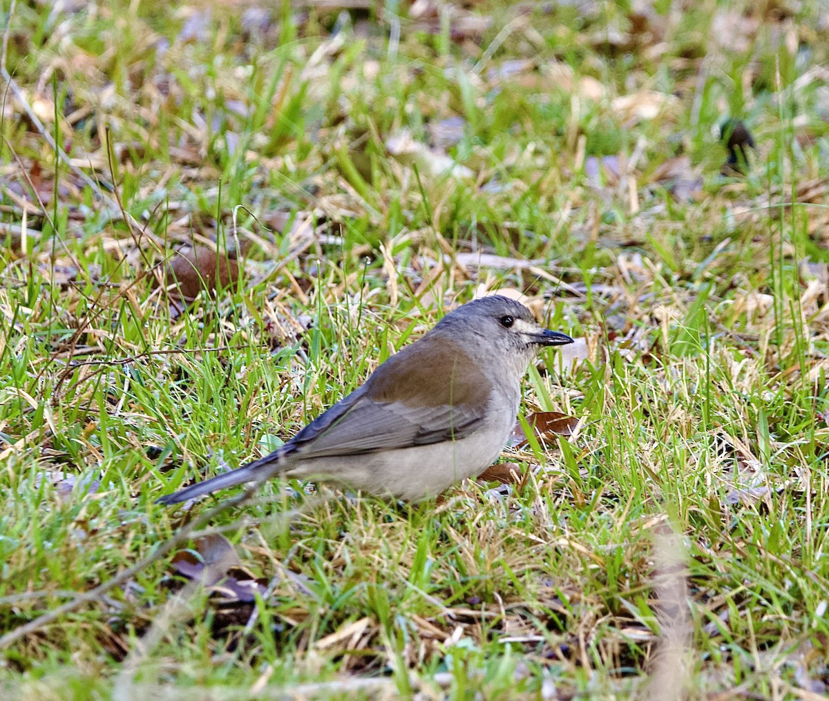 Gray Shrikethrush - ML473799041