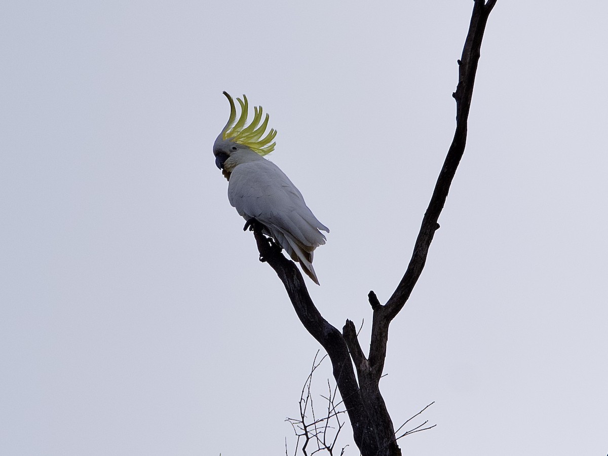 Sulphur-crested Cockatoo - ML473799131