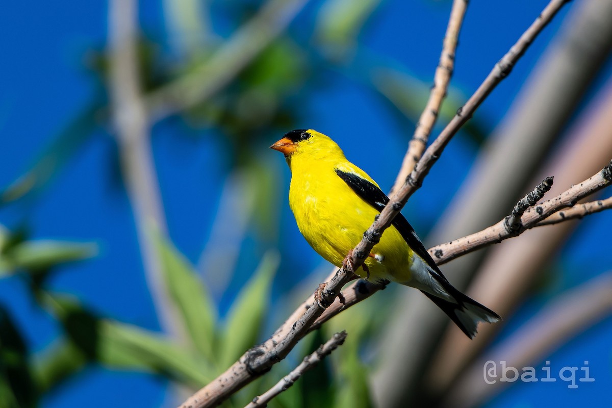 American Goldfinch - ML473799181