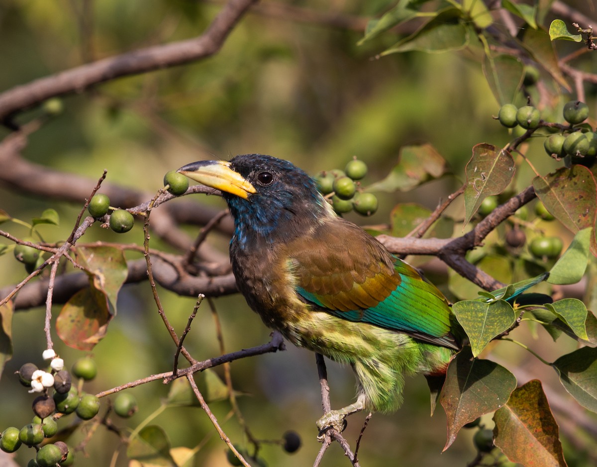 Great Barbet - ML473799231