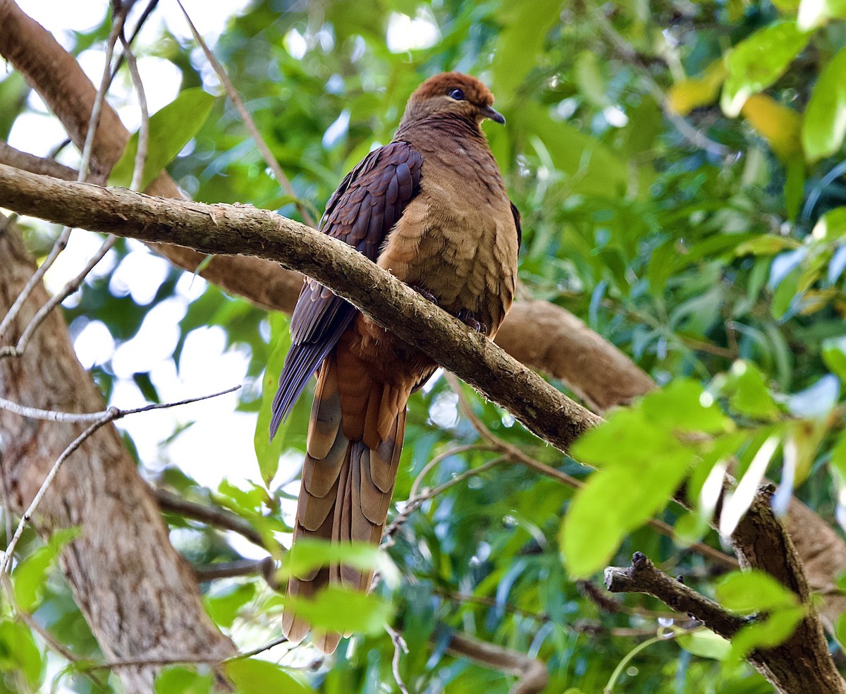 Brown Cuckoo-Dove - ML473799321