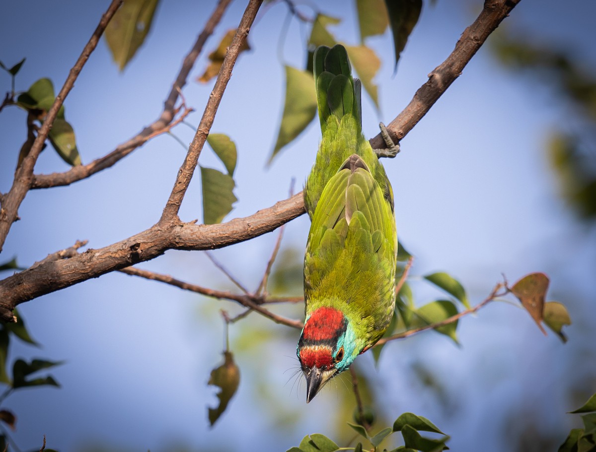 Blauwangen-Bartvogel - ML473799721