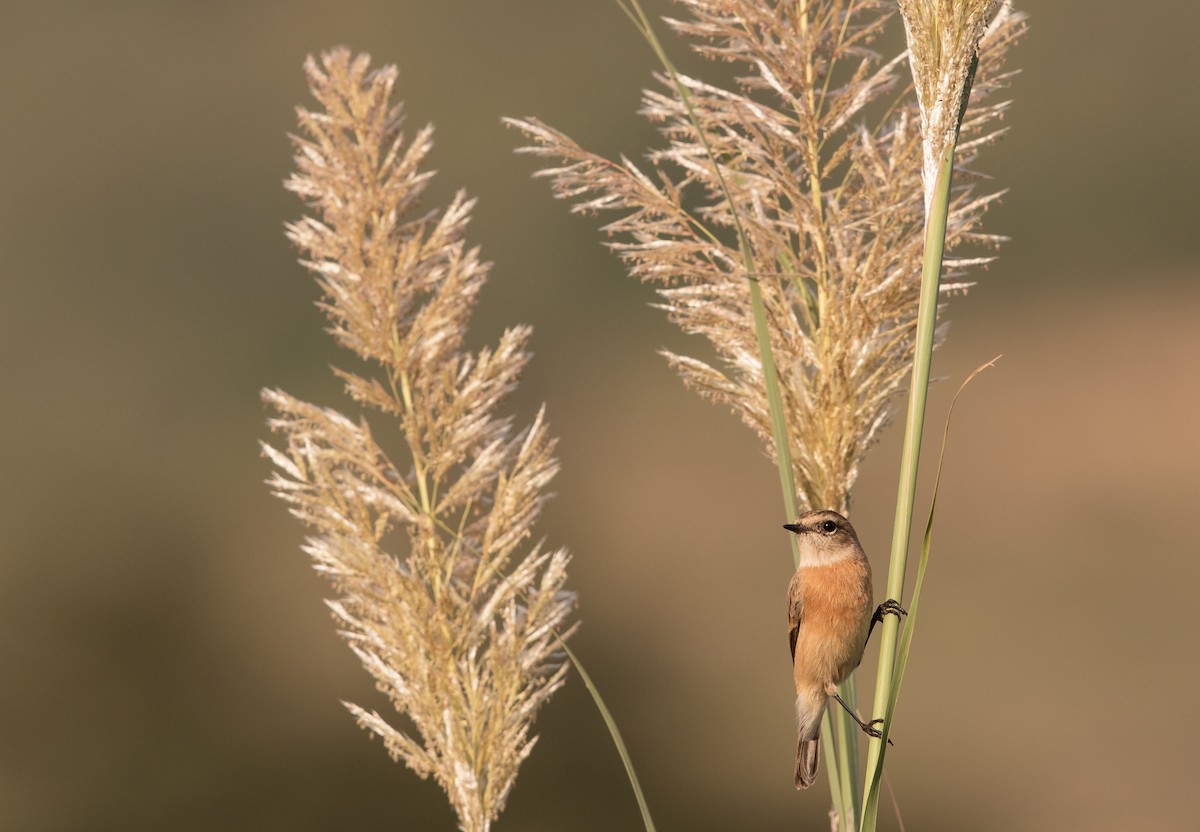 Siberian Stonechat - ML473799841