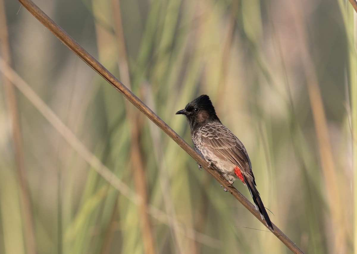 Red-vented Bulbul - ML473799981