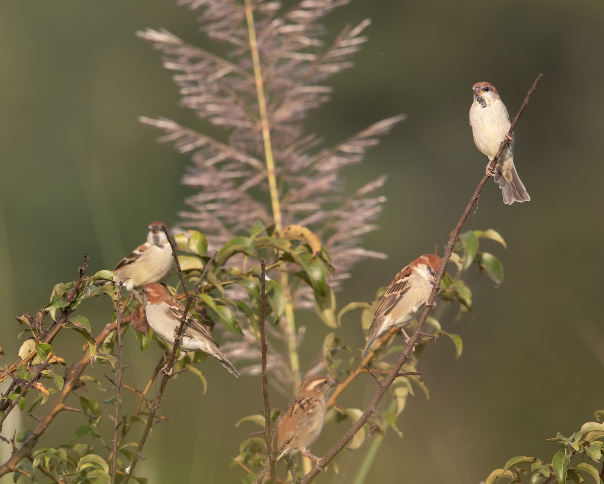 Russet Sparrow - ML473800031