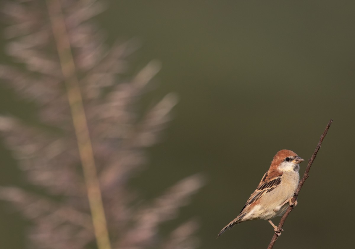 Russet Sparrow - ML473800041