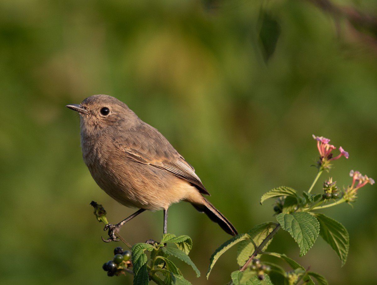 Pied Bushchat - ML473800261