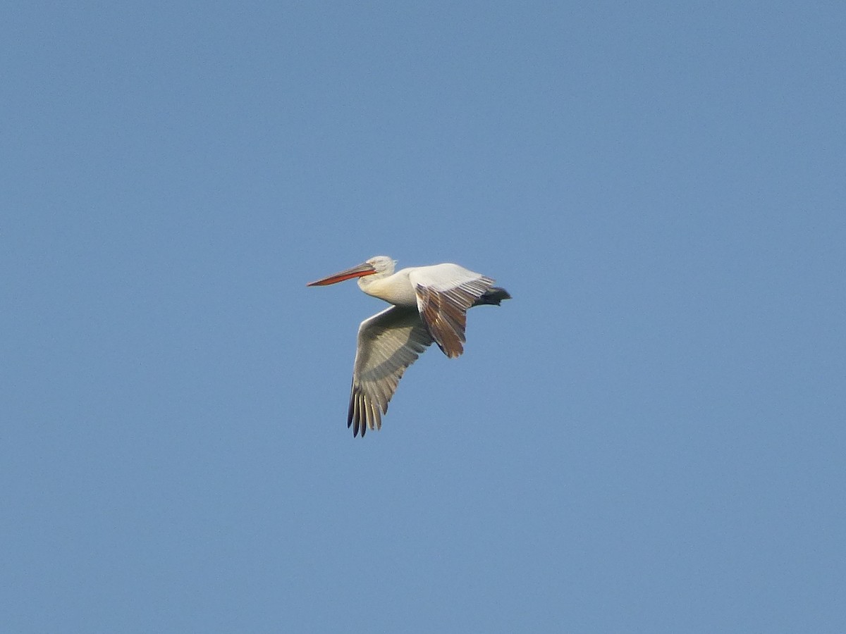 pelikán kadeřavý - ML47380031