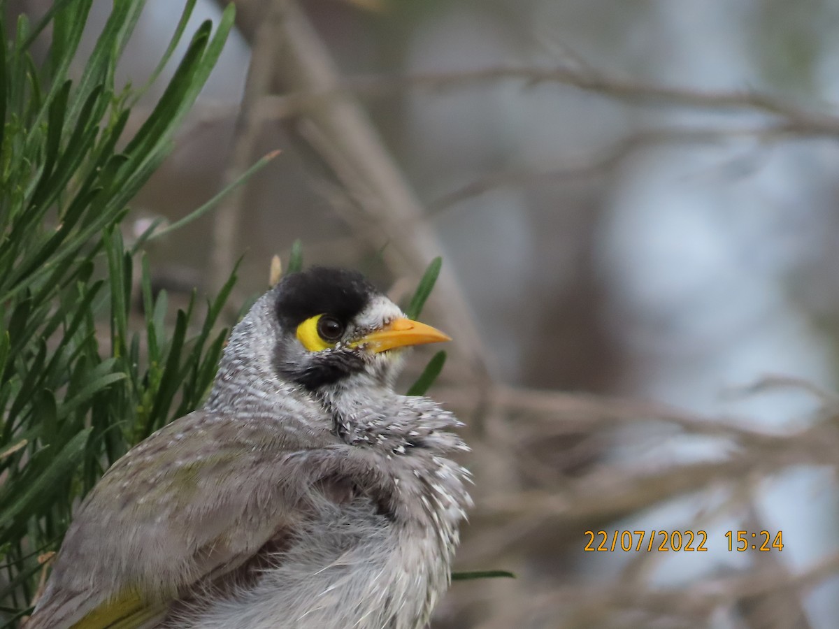 Noisy Miner - ML473801371