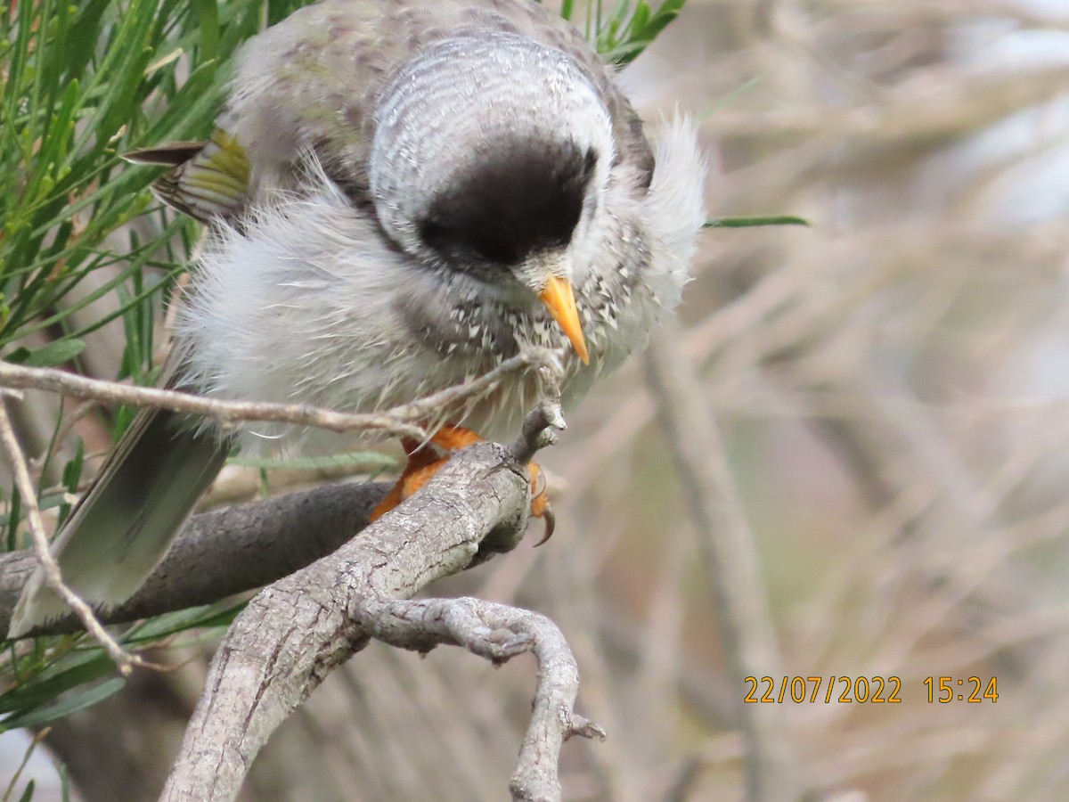 Noisy Miner - ML473801561