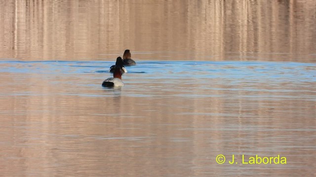 Tufted Duck - ML473801721
