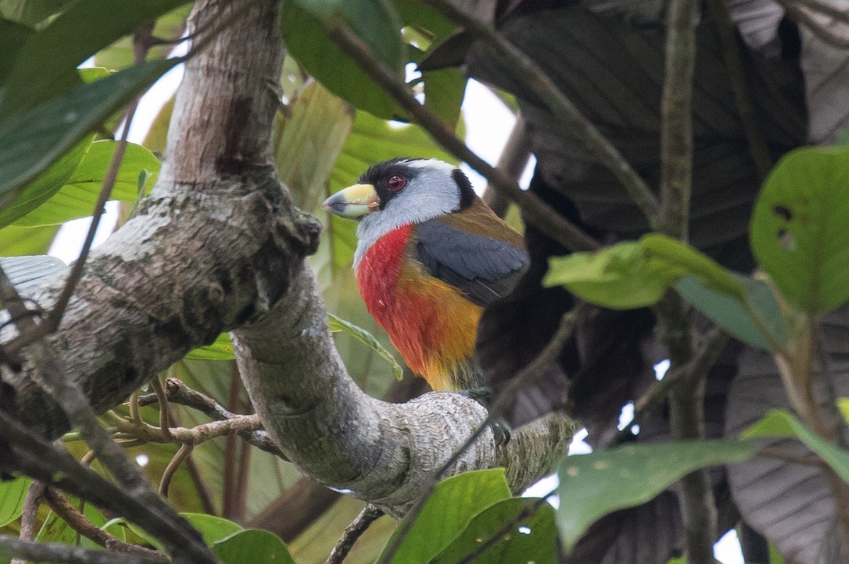 Toucan Barbet - ML473802071