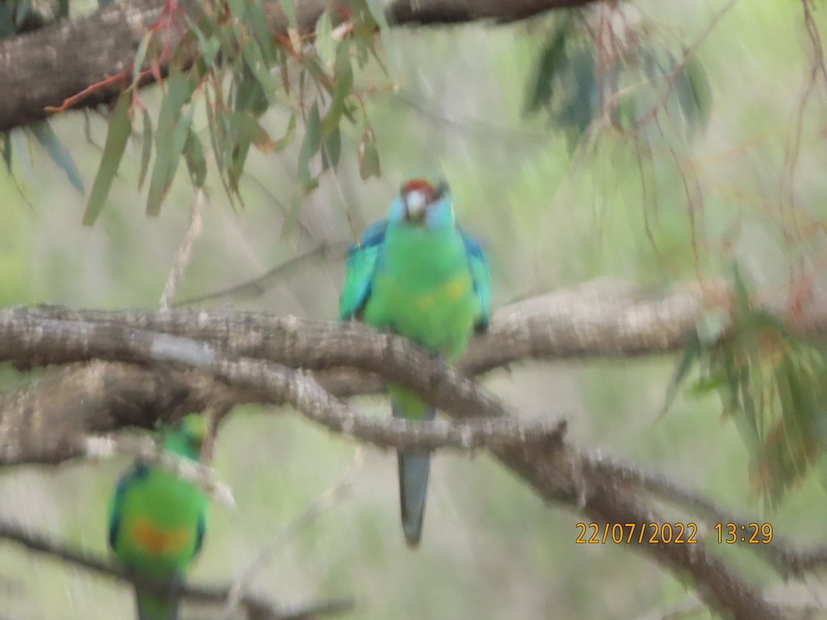 コダイマキエインコ（barnardi） - ML473802121