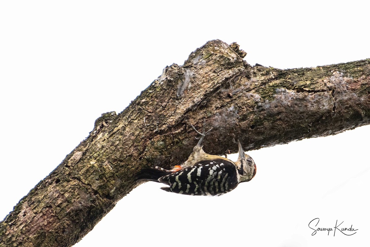 Fulvous-breasted Woodpecker - Soumya Kundu