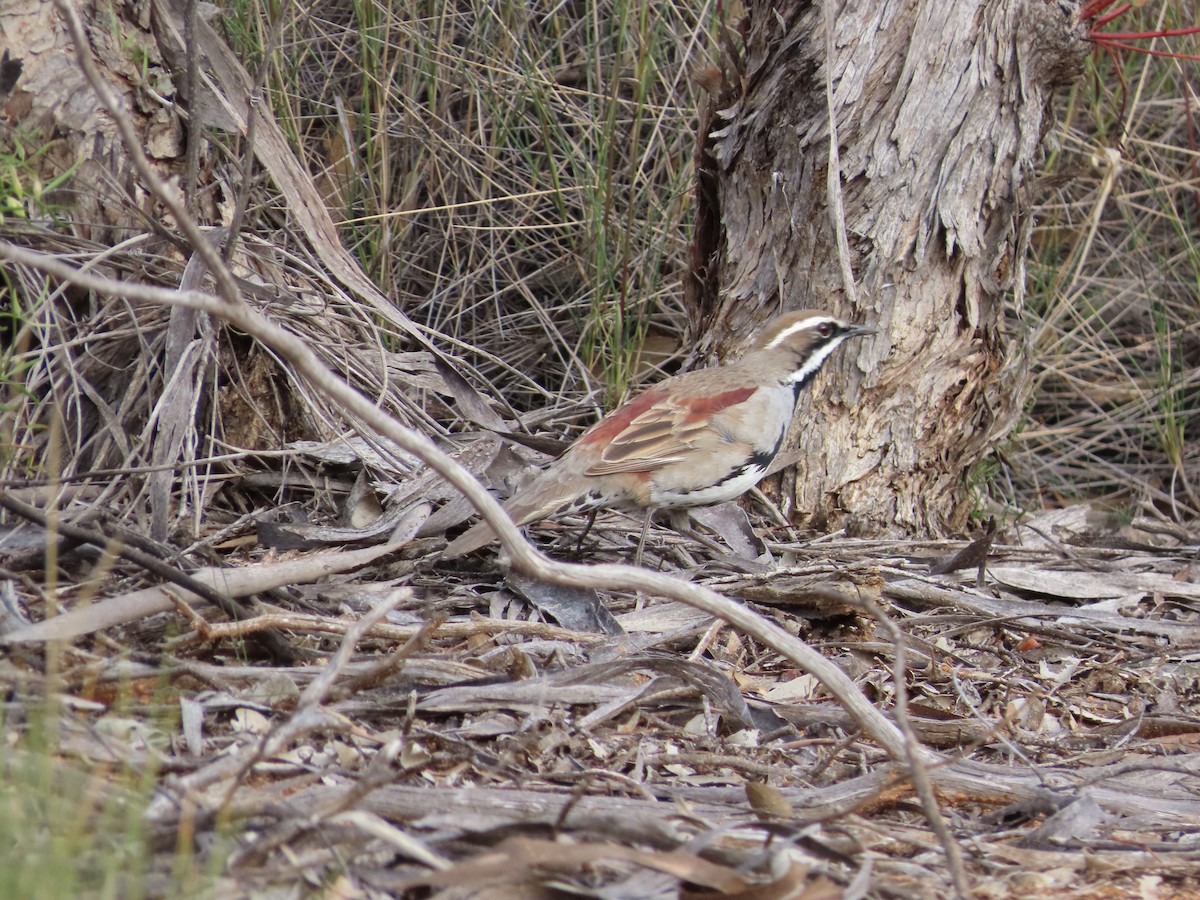 Chestnut Quail-thrush - ML473802621