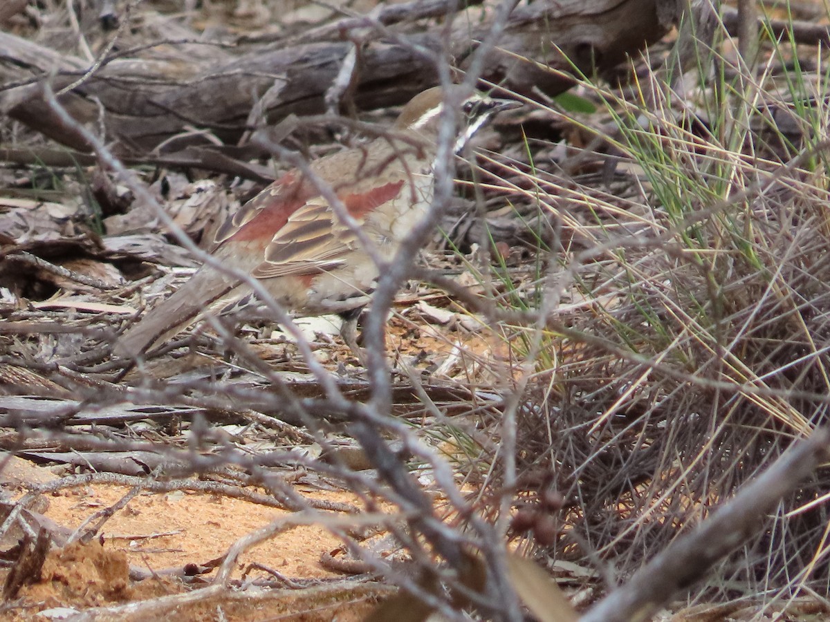 Chestnut Quail-thrush - ML473802661