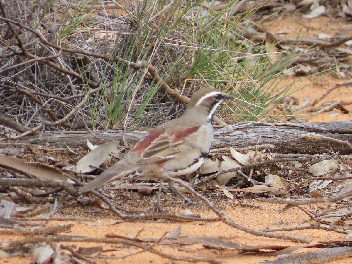 Chestnut Quail-thrush - ML473802671