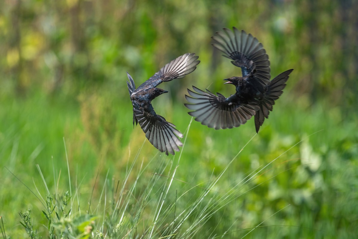 Black Drongo - ML473803231