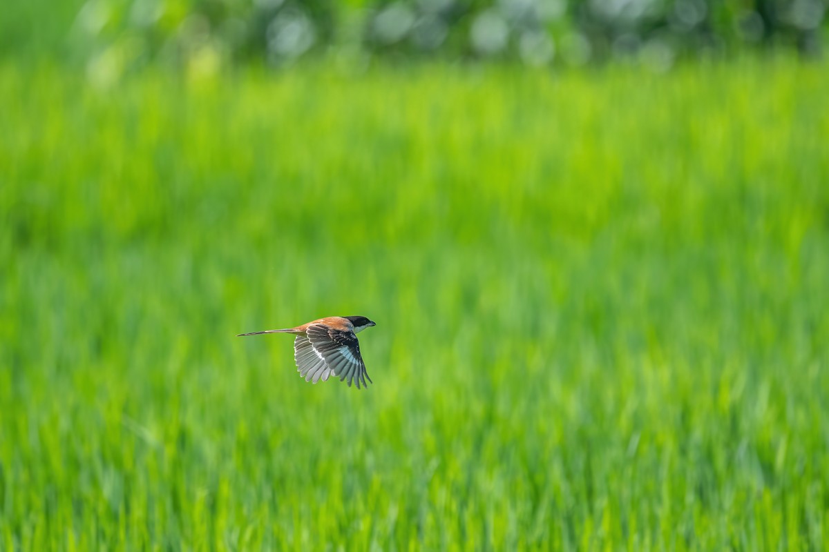 Long-tailed Shrike - Deepak Budhathoki 🦉