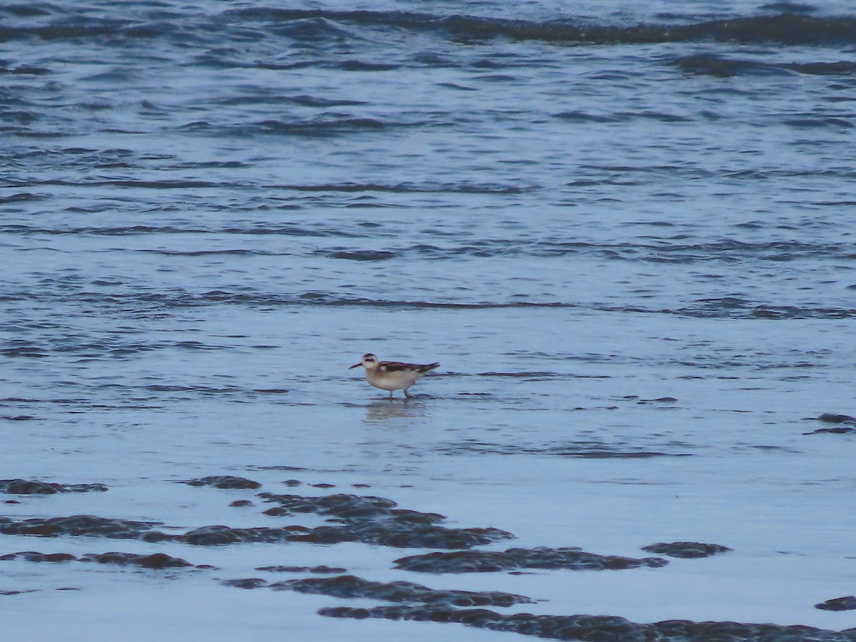 Phalarope à bec étroit - ML473803831