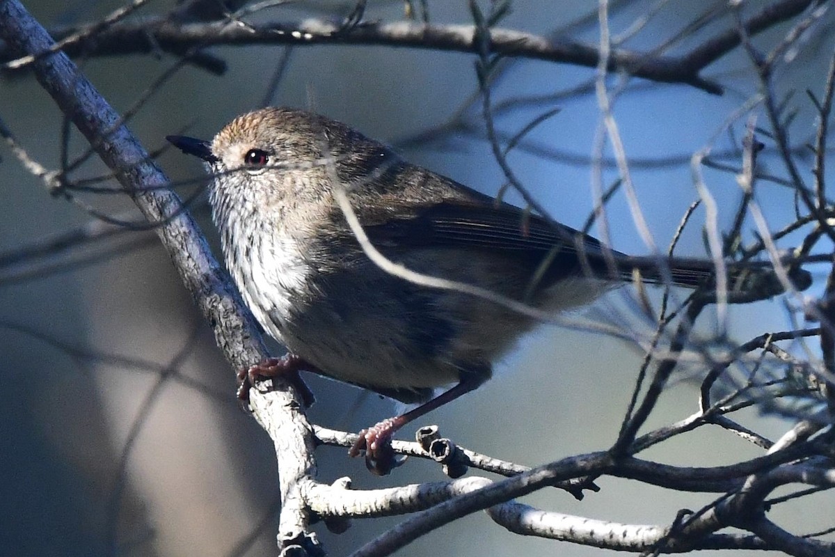 Brown Thornbill - ML473804211