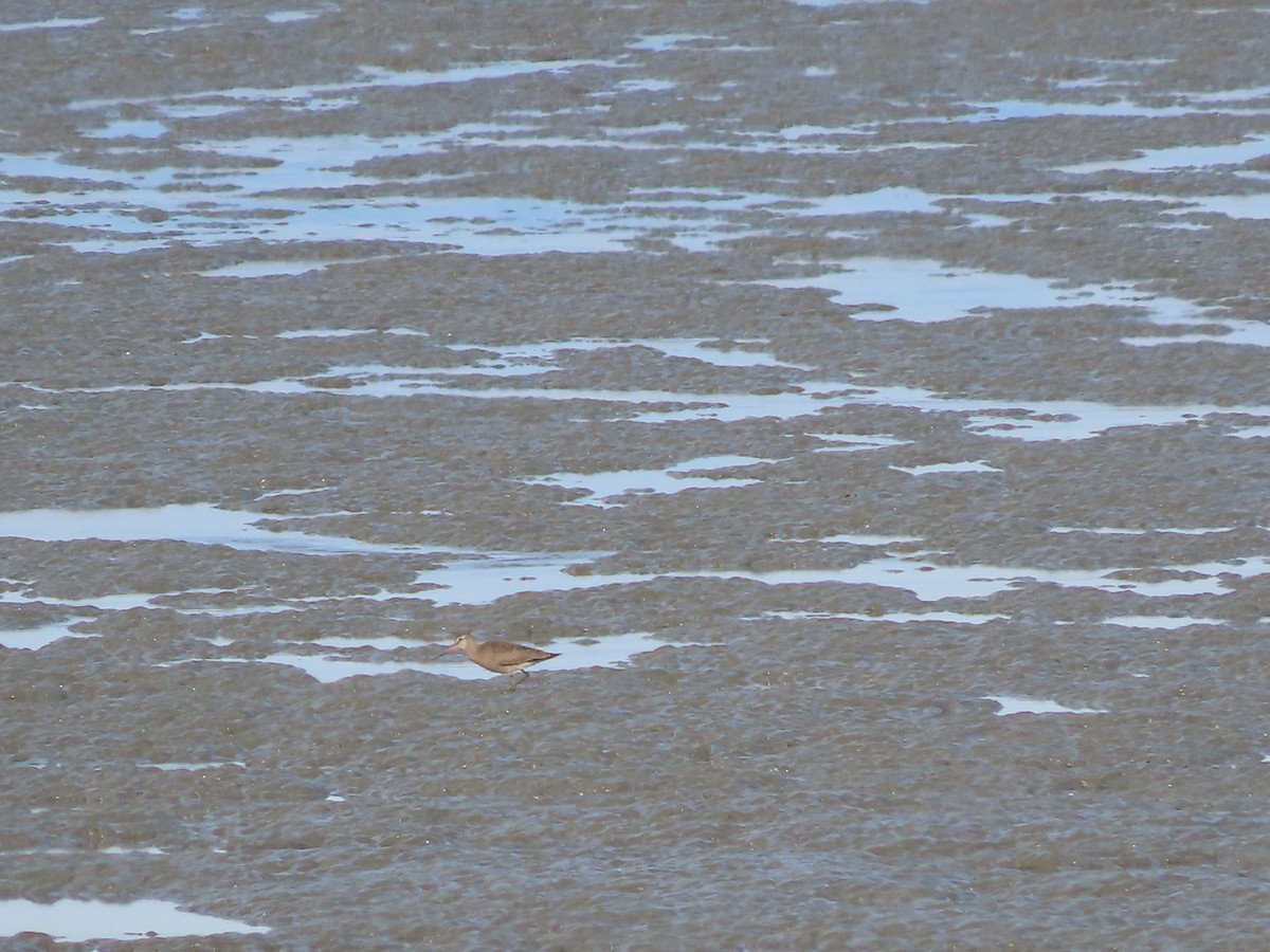 Hudsonian Godwit - Laura Burke