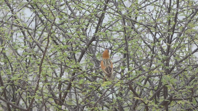 Somali Sparrow - ML473805781
